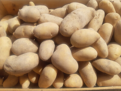 Pommes de terre spunta