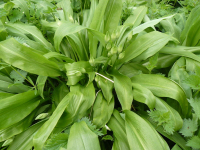 Purée d'ail des ours