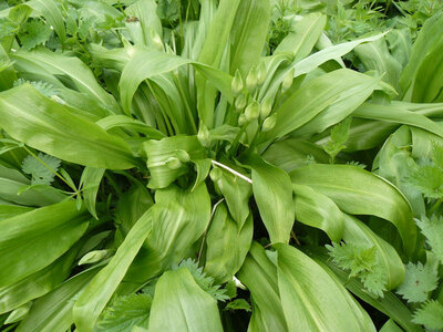 Purée d'ail des ours