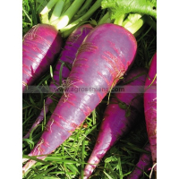 Radis bleu d'automne