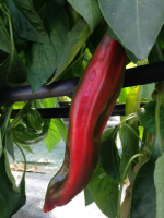 Duo de poivrons verts et rouges - selon dispo