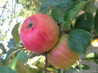 Pommes assortiment à croquer