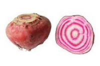 Betteraves chioggia cuites
