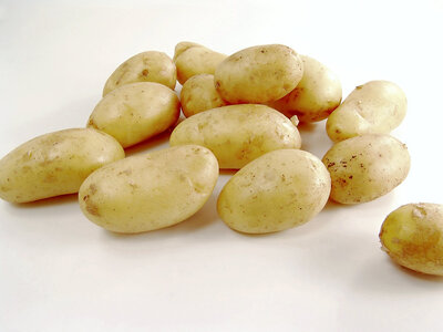 Pomme de terre agatha bio