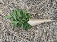 Bouquet de verveine (la pièce)