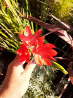 Schizostylis coccinea major, lis des cafres