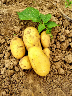 Pomme de terre de consommation alliance bio