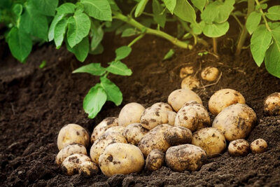 Pomme de terre de consommation agata