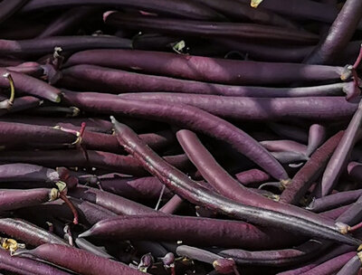 Haricots 'reine des pourpres'