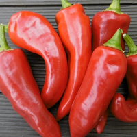 Piment gorria (d'espelette au pays basque)