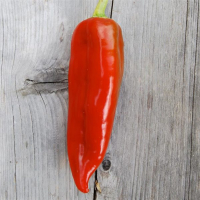 Poivron corno di toro rosso