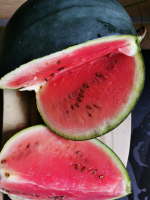 Pastèque  'sugar baby' bio quartier mini 1kg