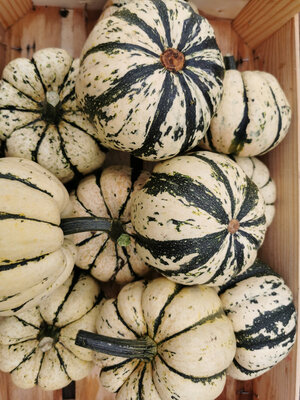 Courge patidou 'sweet dumpling'