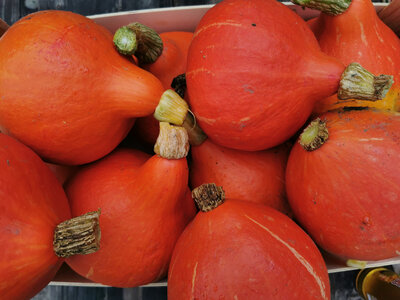 Potimarron 'red kuri'
