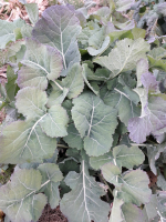 Chou branchu du poitou