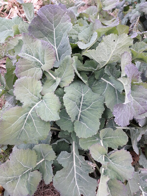 Chou branchu du poitou