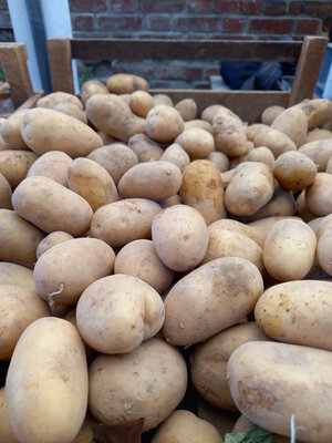 Pomme de terre de garde