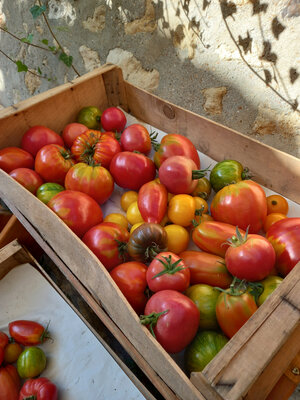 Tomate ancienne mélange
