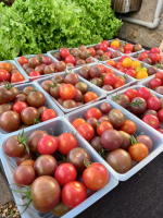 Tomate cerise mélange