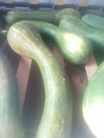 Courge longue de nice
