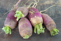 Radis violet de gournay