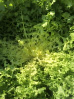Frisée