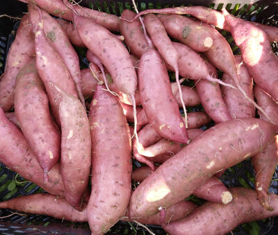 Patate douce