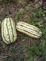 Courge délicata