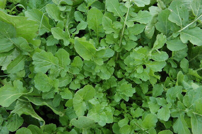 Roquette