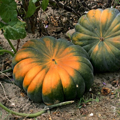 Courge musquée de provence