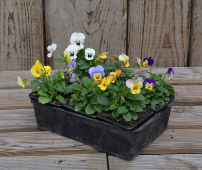 Pensées cornuta variées
