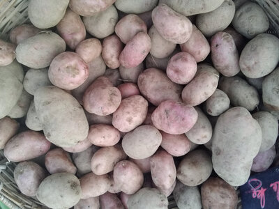 Pomme de terre désirée