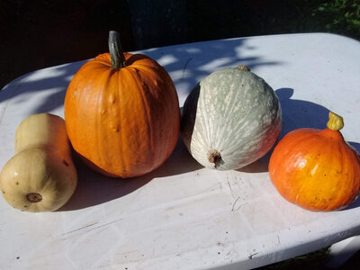 Butternut