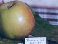 Pomme conte