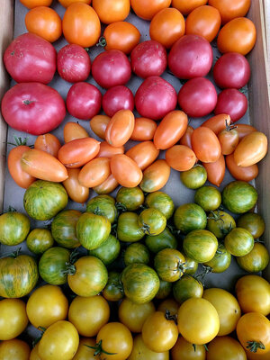 Mix petites tomates 1kg