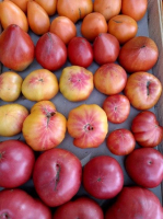 Mix grosses tomates 1kg