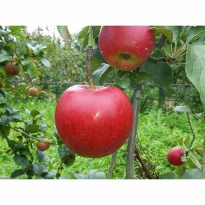 Pomme rouge bio (fr bio 09)
