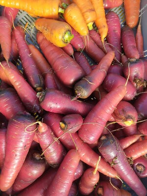 Carotte rouge sang en vrac