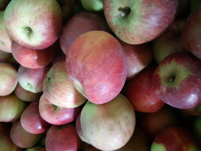 Pomme melrose