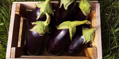Aubergine