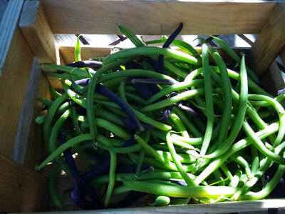 Haricots fins