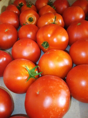Tomate ronde