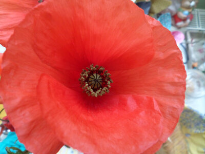 Sirop de coquelicot