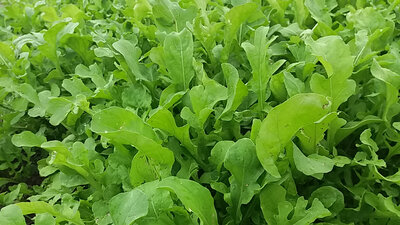 Roquette
