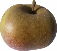 Pomme variété boskoop