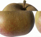 Pomme variété boskoop - image 2