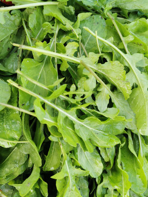 Roquette