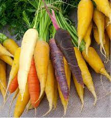 Carottes multicolores bio