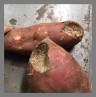 Patate douce croquée