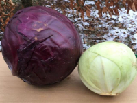 Chou rouge et blanc en duo